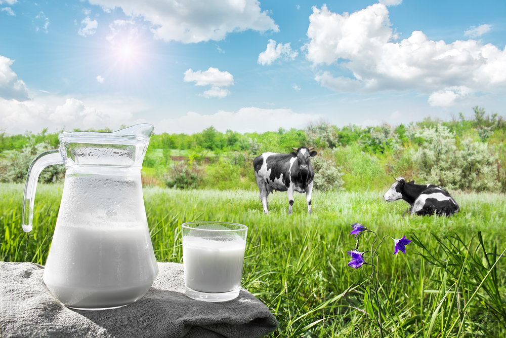 milk-delivery-in-gurgaon-pure-cow-milk-raw-fresh-cow-milk-in-delhi